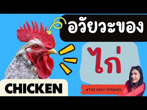 Parts of a Chicken | อวัยวะของไก่ | ภาษาอังกฤษวันละนิด